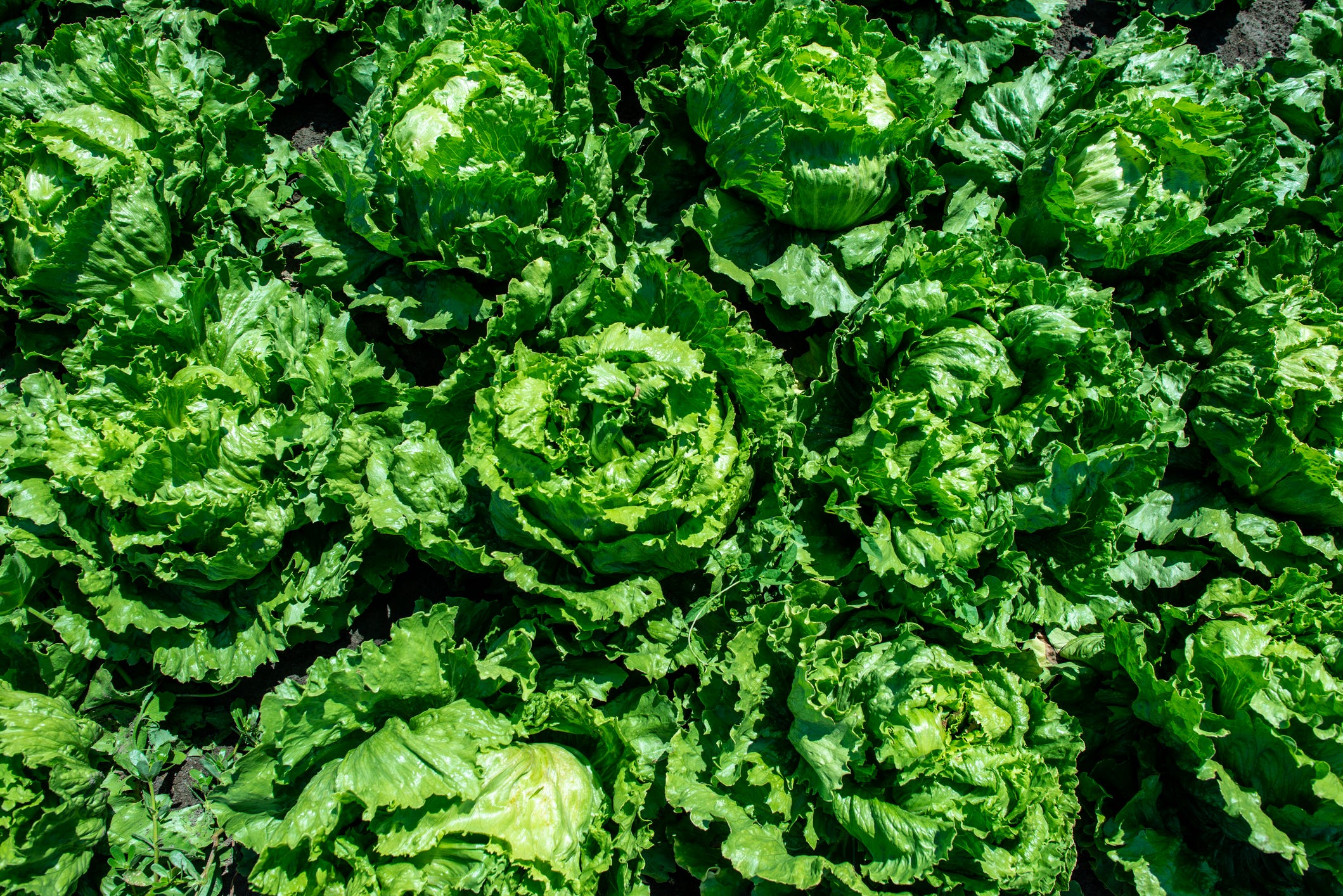 Mexico, RFK Jr., Taylor Farms weigh in on cyclospora outbreak