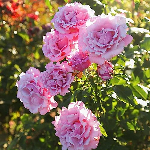 Heirloom Hybrid Tea Roses, Live Own Root Plant, Memorial Day™