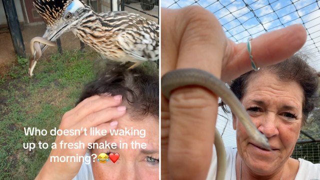 Wildlife rehab video shows baby roadrunner zooming up to camera with snake in its mouth