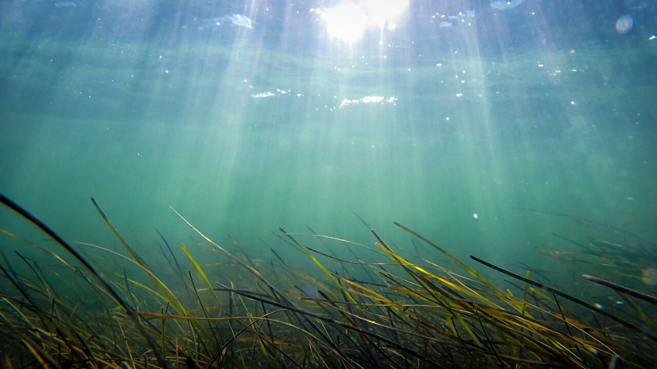 A longer, hotter reality surrounds marine heat waves, research reveals