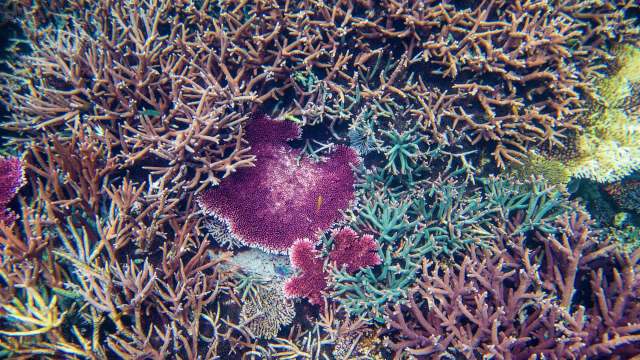 Dead coral gets a pink-red crust, giving baby corals a place to rebuild the reef