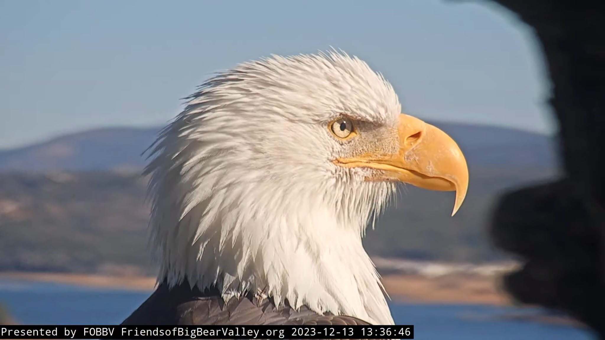 What's wrong with Jackie? Bald eagle lovers fret over possibilities