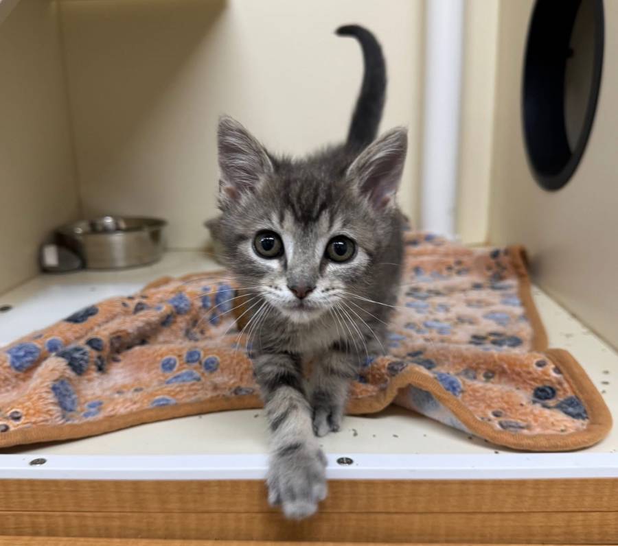 Pet supply store invites community to adoption event on Saturday