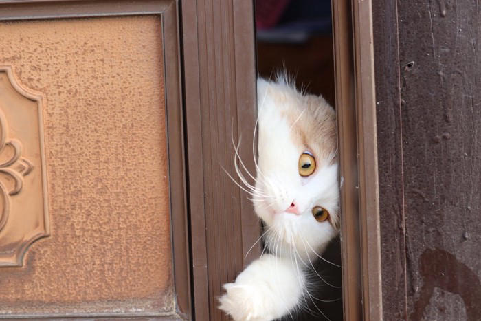 『脱走したがる猫』に共通している特徴4つ あなたの愛猫はどう？防ぐための対策方法も