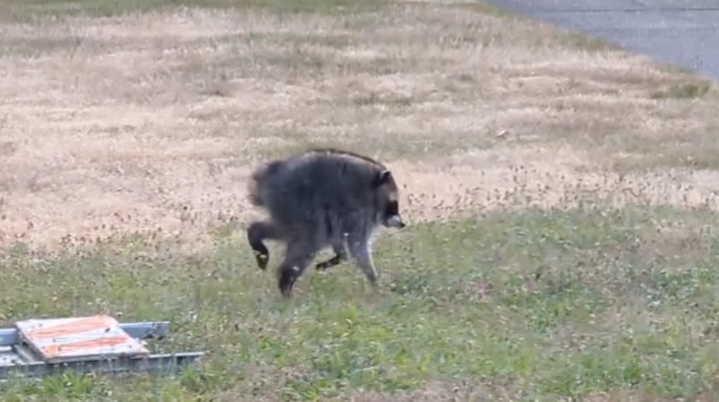 raccoon-seattle-somewhat-celebrity-due-134600590