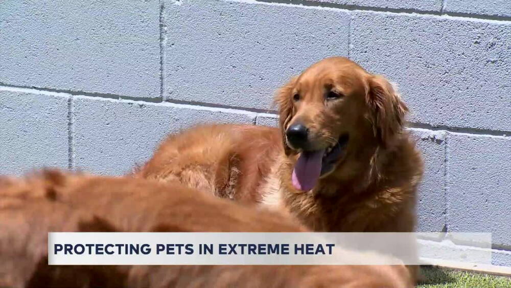 How an Oklahoma dog daycare is keeping pets safe during extreme heat
