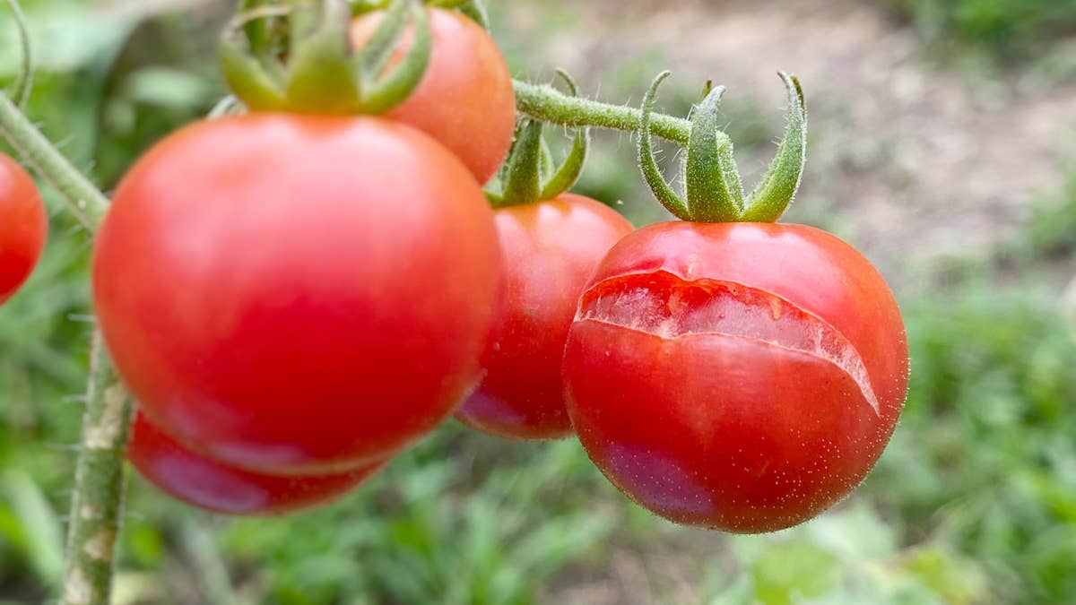 Garden experts say this simple habit can help prevent cracked tomatoes