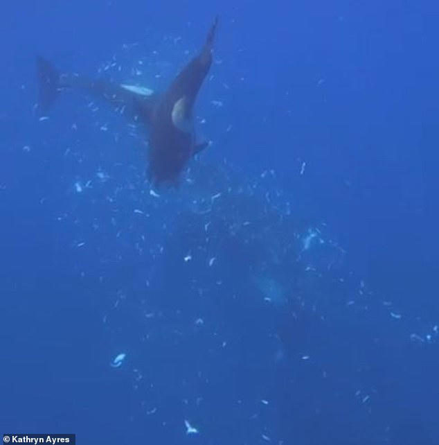 Orcas are filmed smashing a two-ton fish into bite-sized baby food
