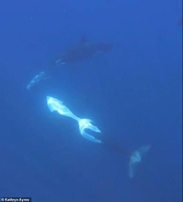 Orcas are filmed smashing a two-ton fish into bite-sized baby food