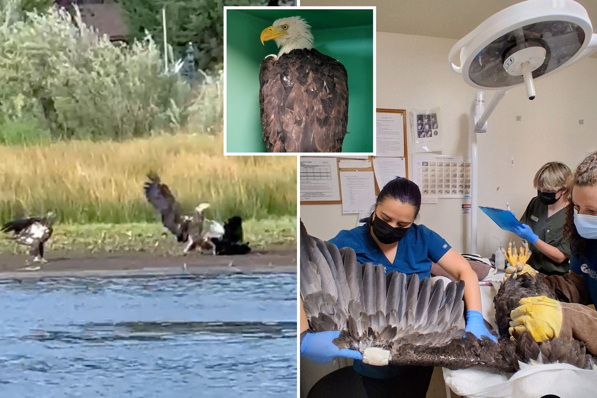 New video shows bird fight that left Big Bear bald eagle Jackie in critical condition