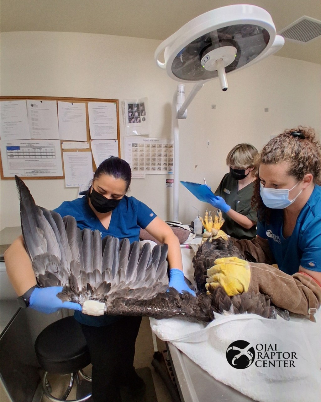 New video shows bird fight that left Big Bear bald eagle Jackie in critical condition