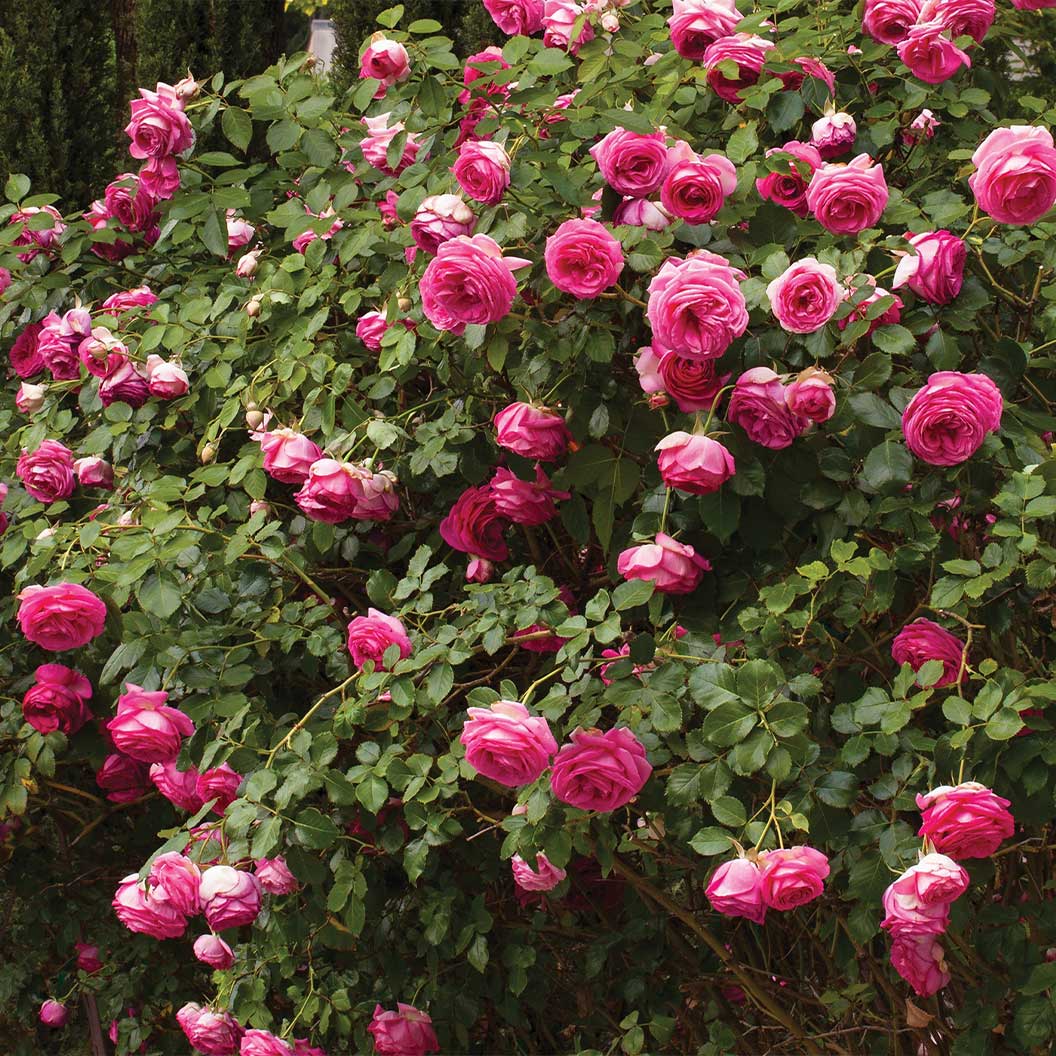 Pretty in Pink Eden Climber® Rose