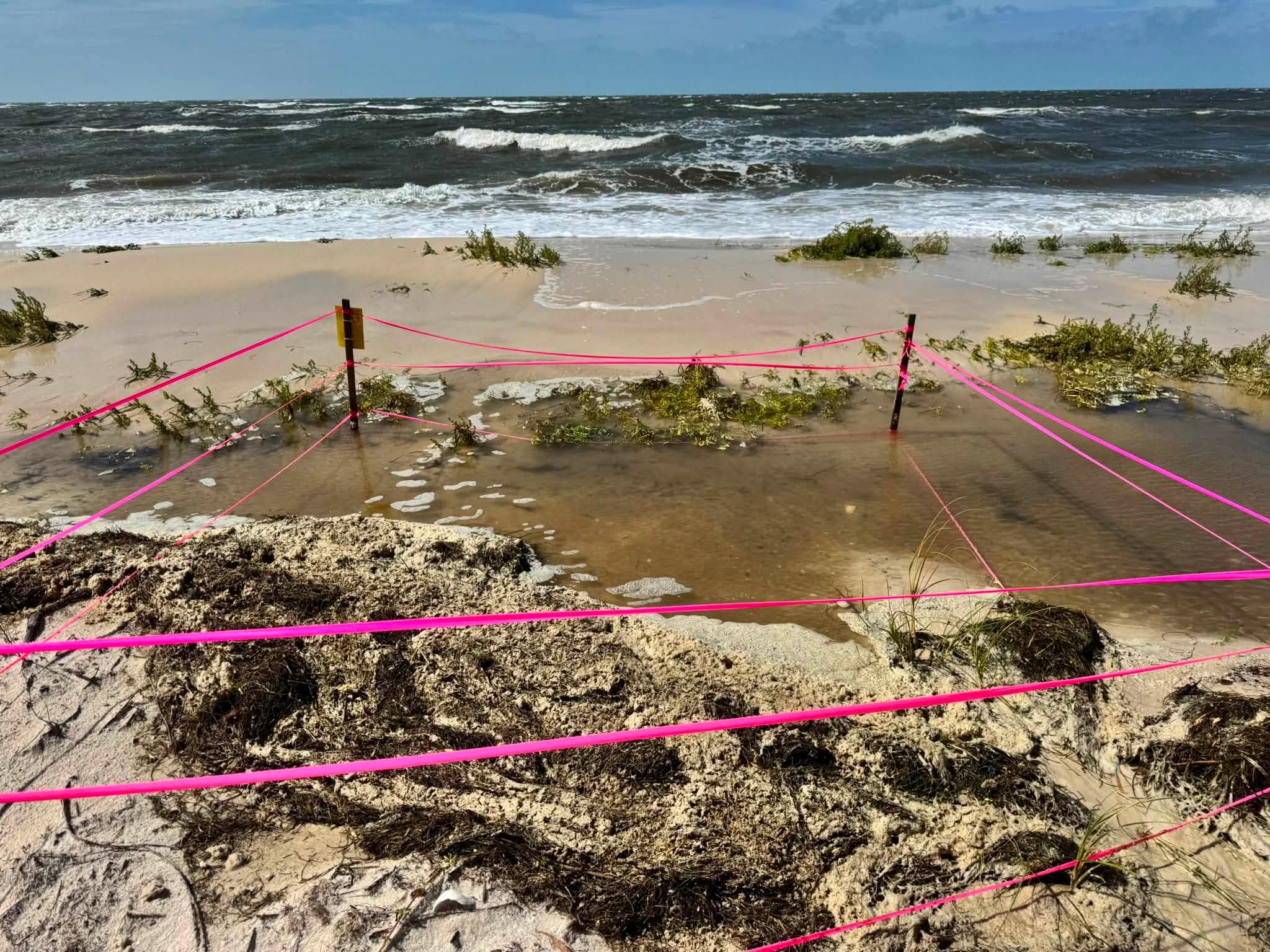Dozens of baby sea turtle nests lost as Tropical Storm Bertha batters Florida coast