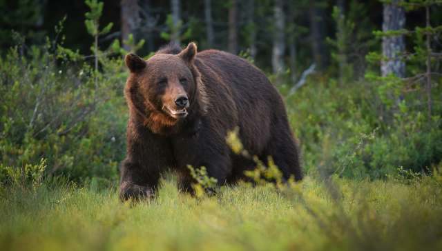 Canadian couple identified after fatal bear attack at remote lake cabin