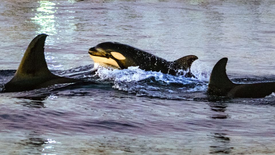 Watch an orca ram a sunfish so hard that the fish explodes