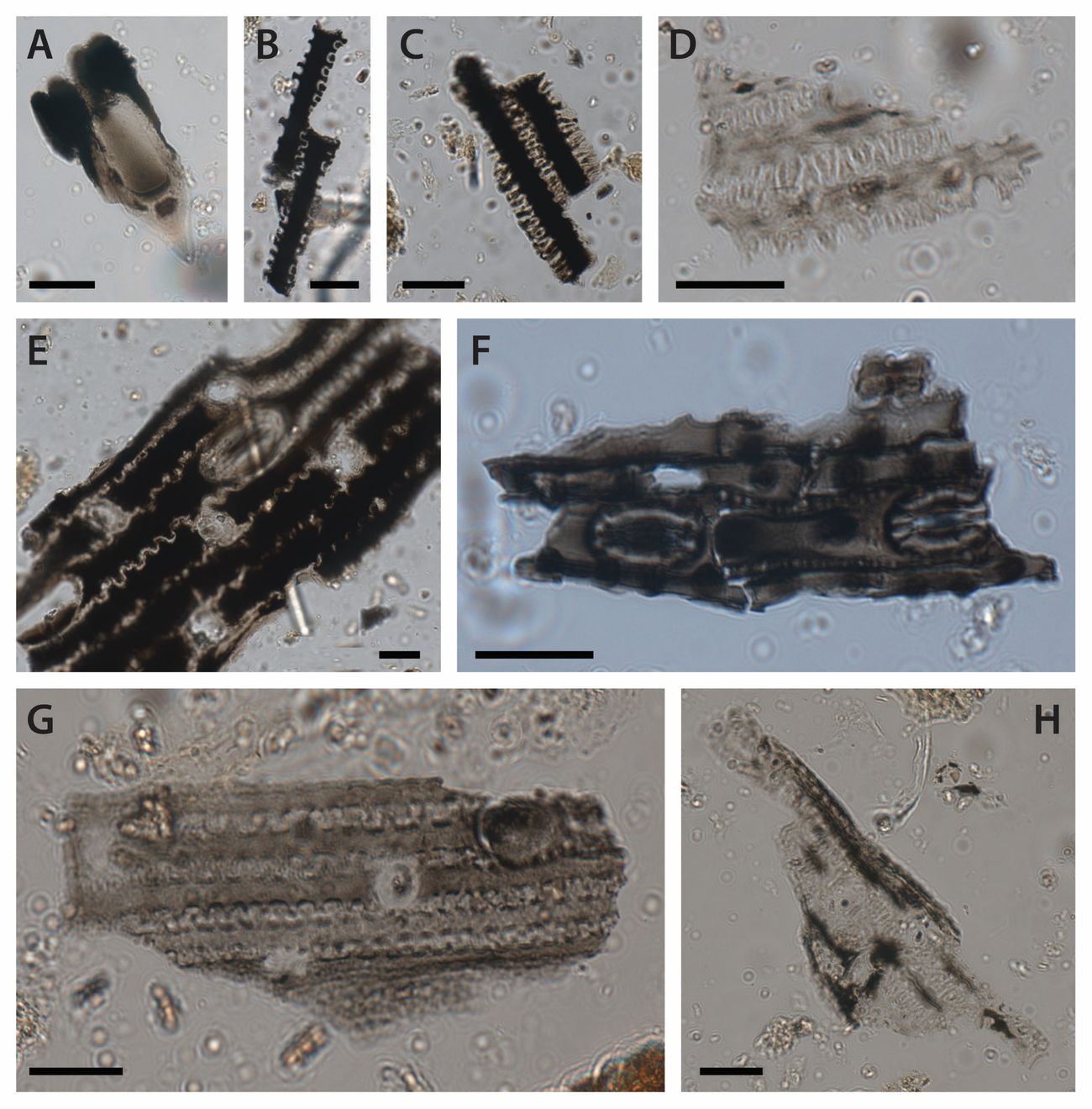A collage of tiny microscopic structures