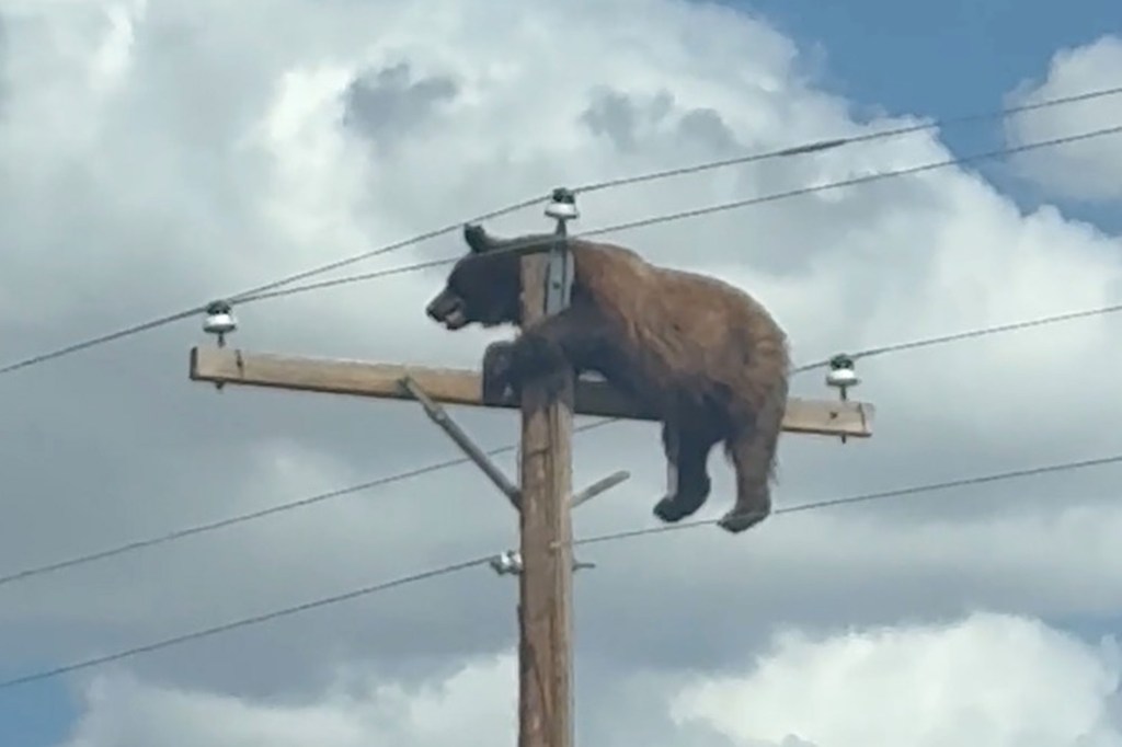 Head-scratching video shows hulking bear perched atop utility pole