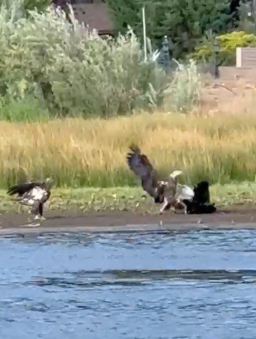 Jackie the bald eagle is attacked
