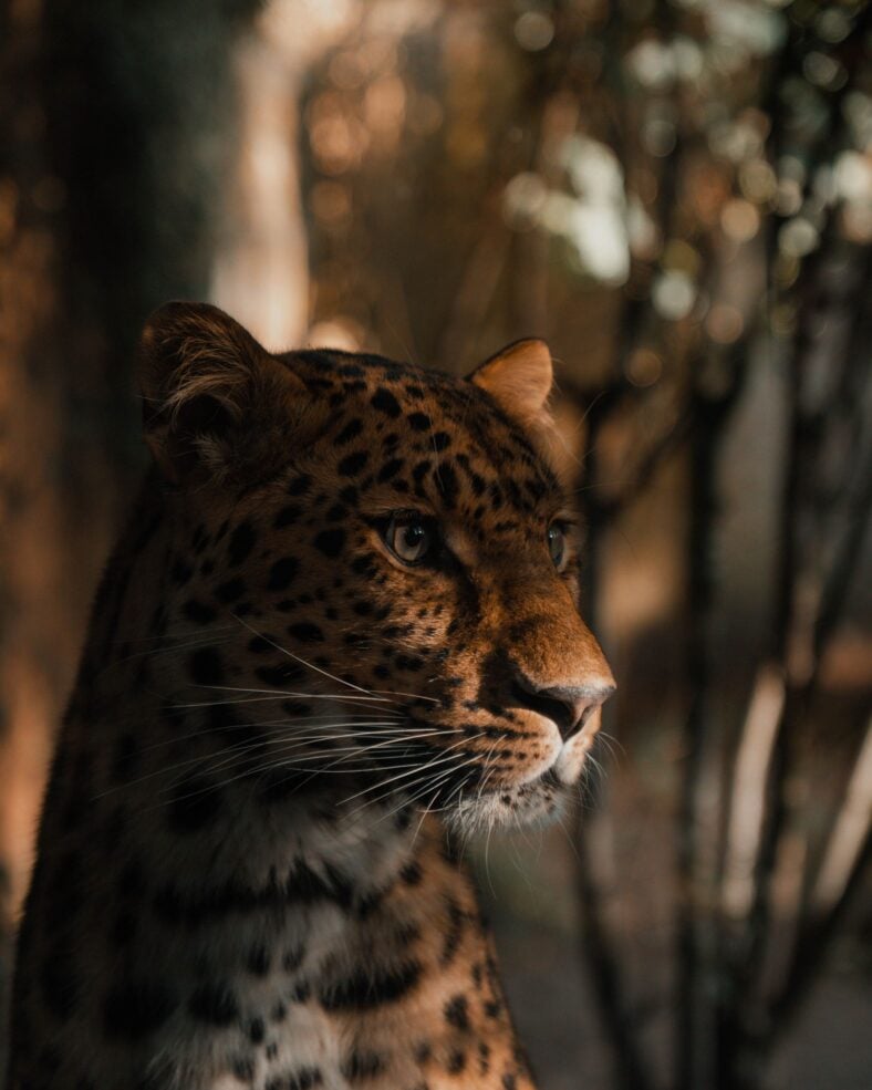 Leopard