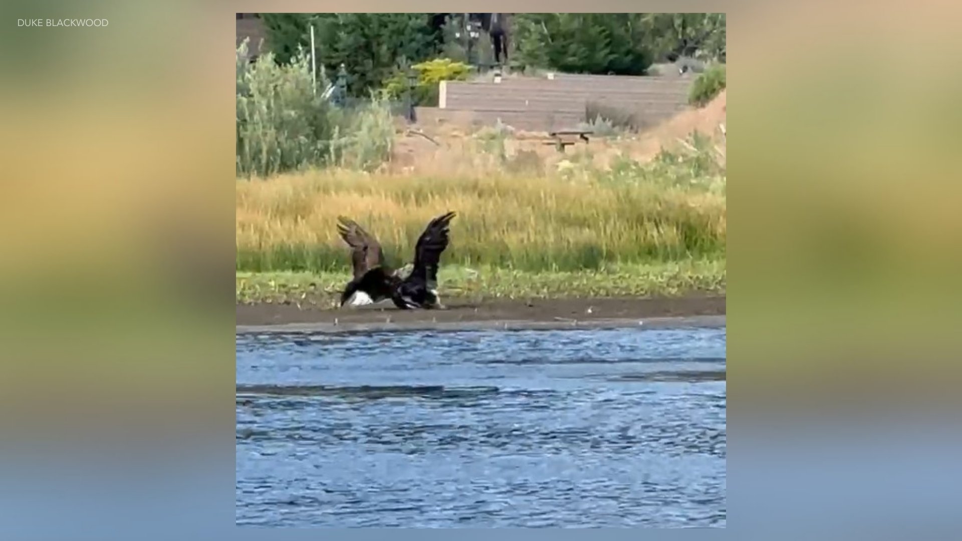 Jackie in fight with 2 other bald eagles