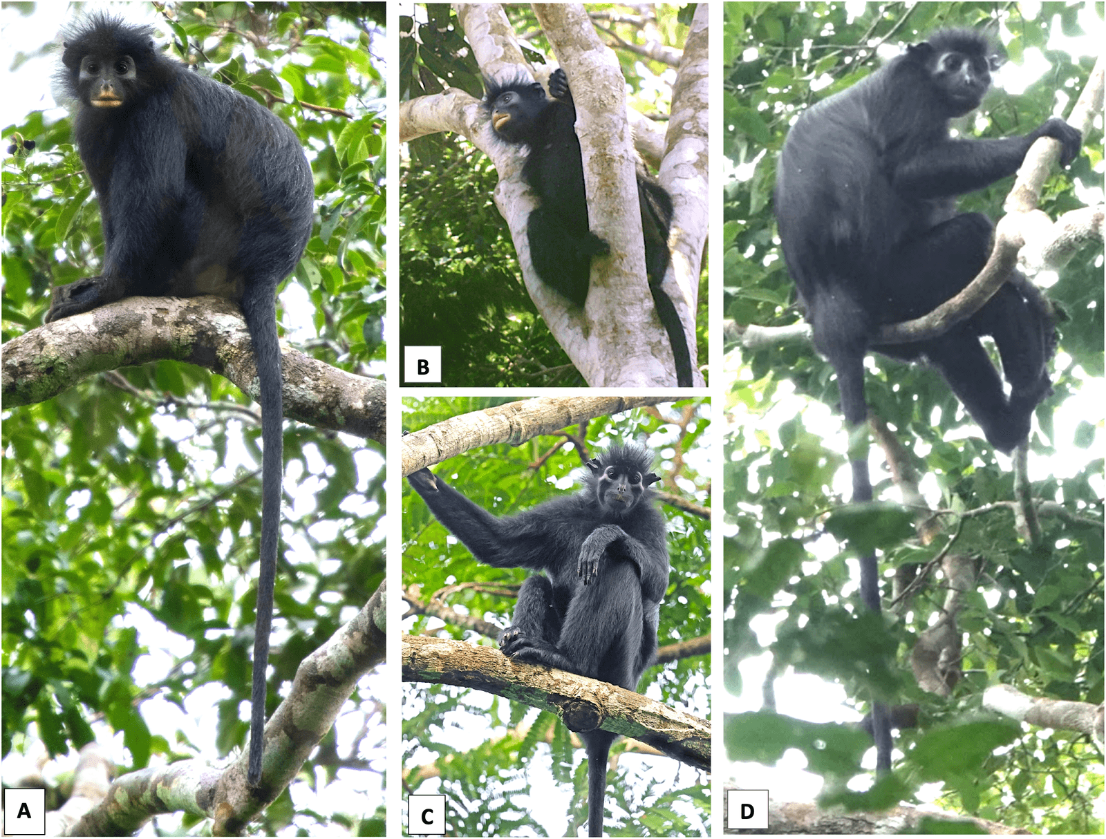 New monkey species described in Africa