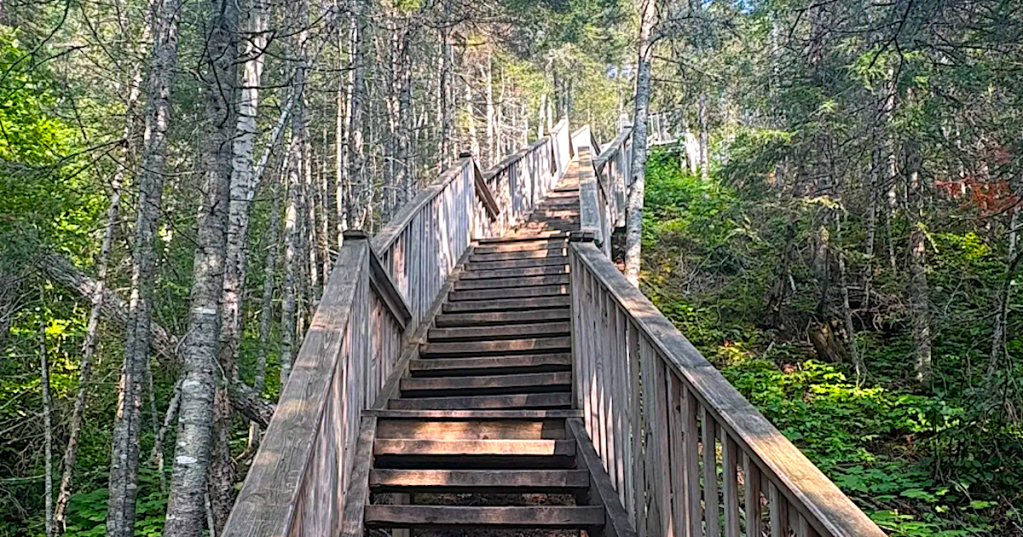 Wooden stairs climbing steeply up a dense forest trail at Judge C.R. Magney State Park in Minnesota.