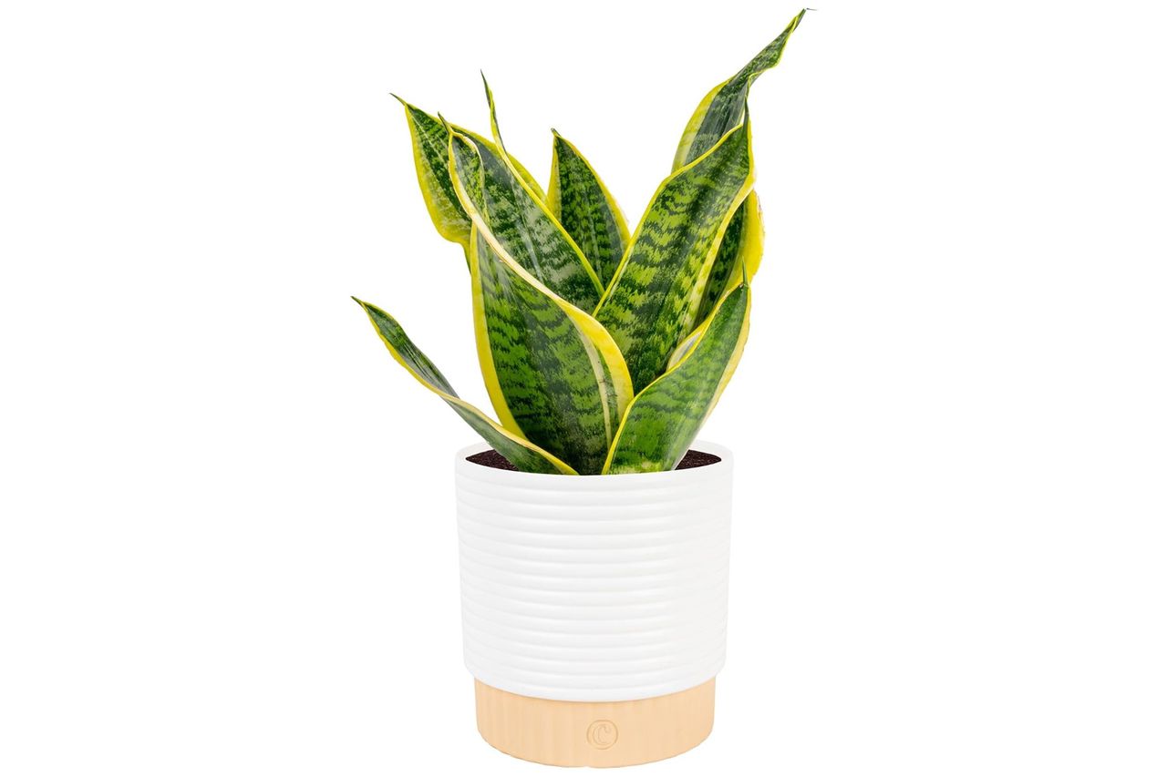 Costa Farms Snake Plant