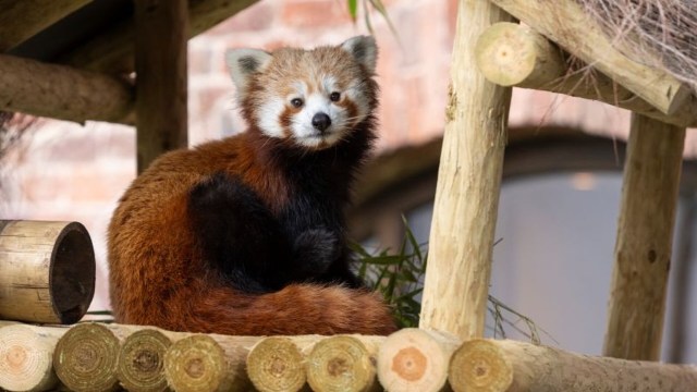 UK safari park hears tiny squeaks, then discovers endangered red panda cub