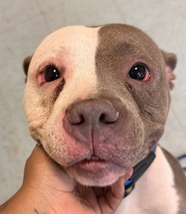 Photos: New Haven shelter seeking information after dogs found unattended on Orchard Street