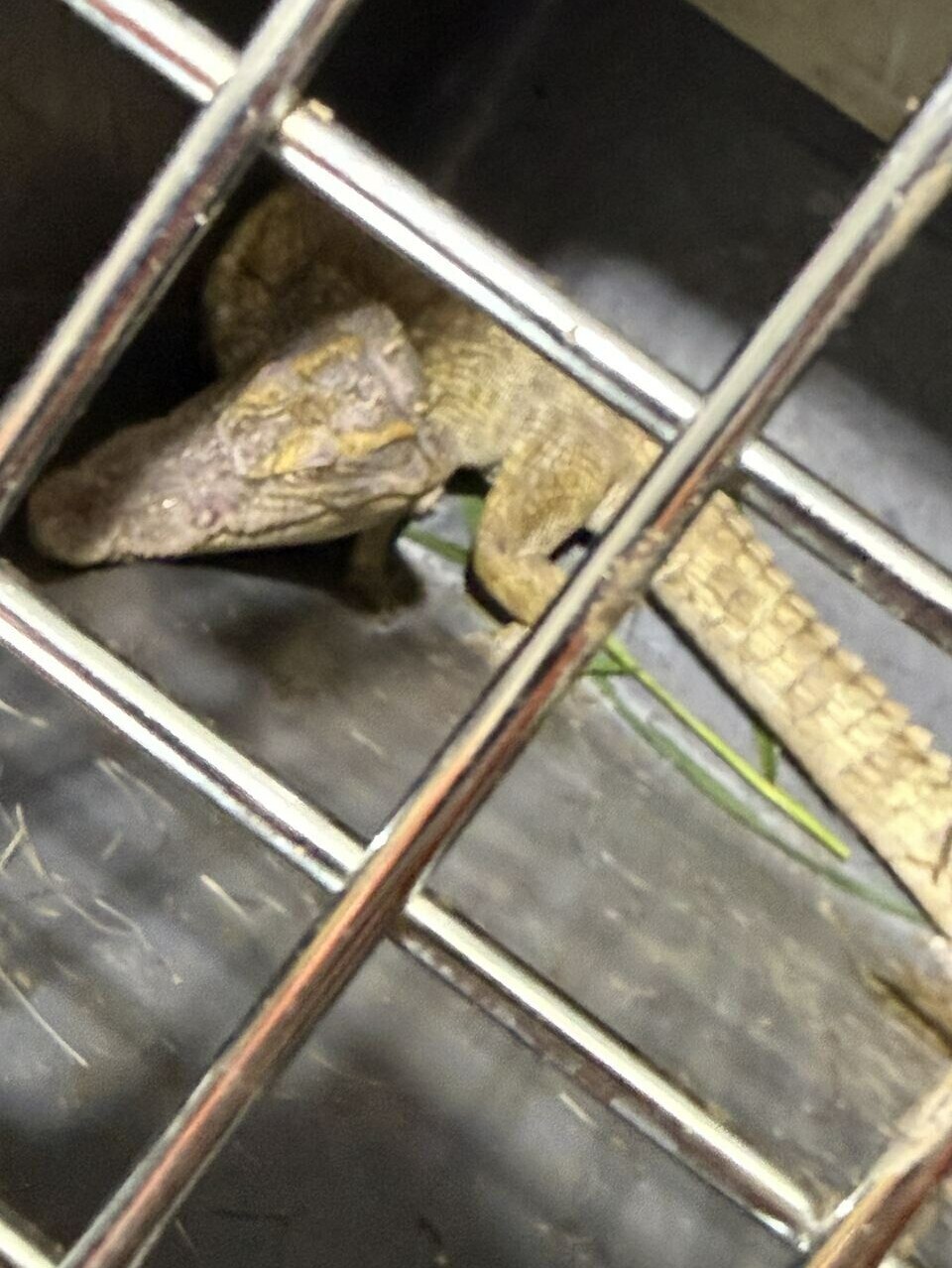 A crocodile captured in a stream in Yeoju, Gyeonggi