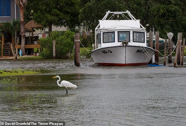 An egret wades through high water near a docked boat in Venetian Isles, Louisiana, after the morning high tide as winds from Tropical Storm Bertha push water into the coastal community
