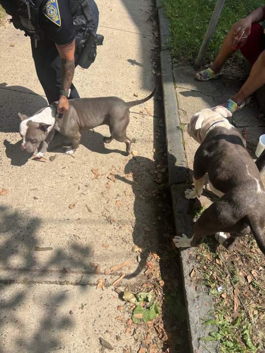 Officials are seeking the public’s help after two dogs were found unattended in New Haven on Wednesday.