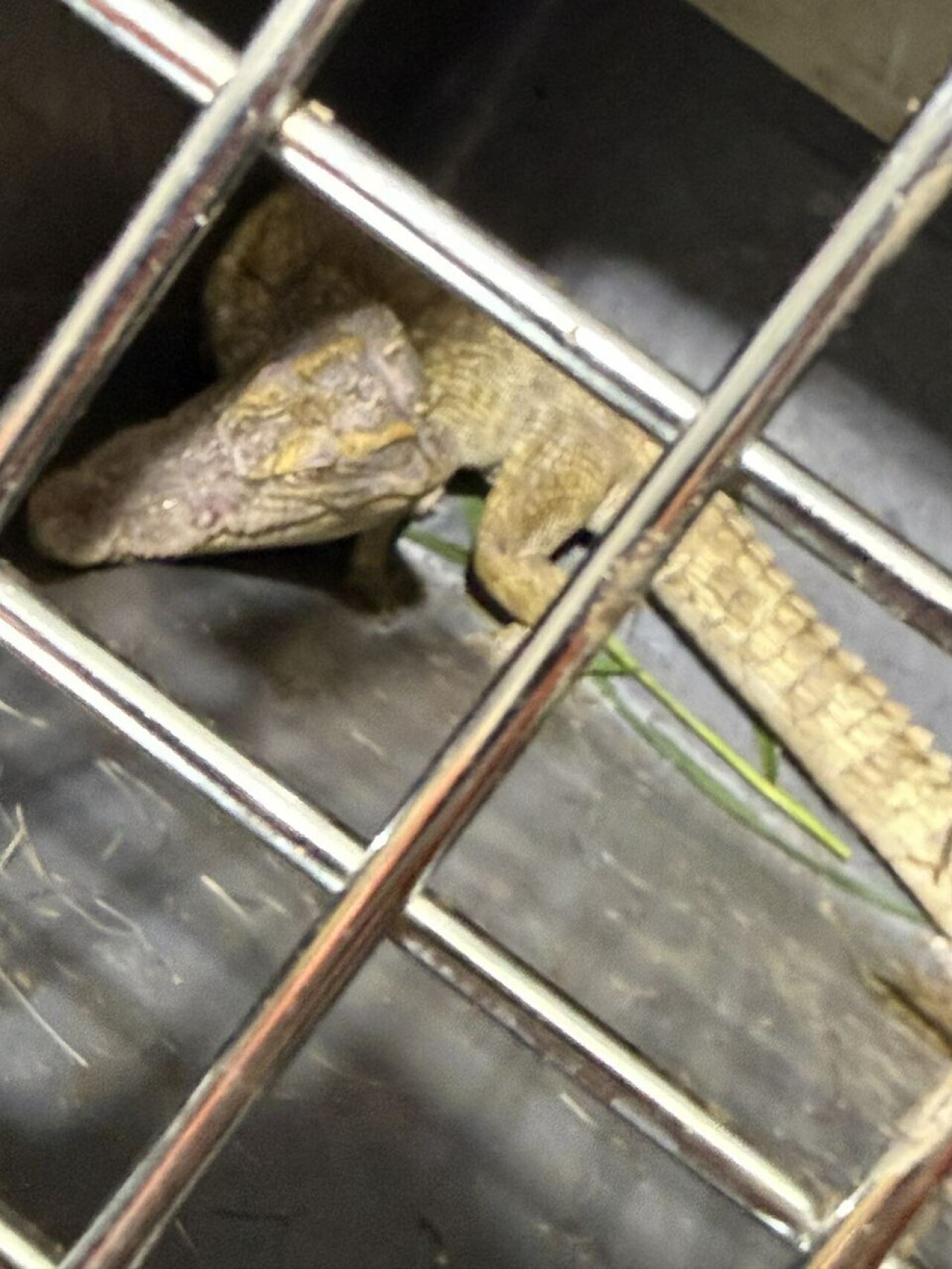 Police search for owner of endangered crocodile found in a Gyeonggi stream