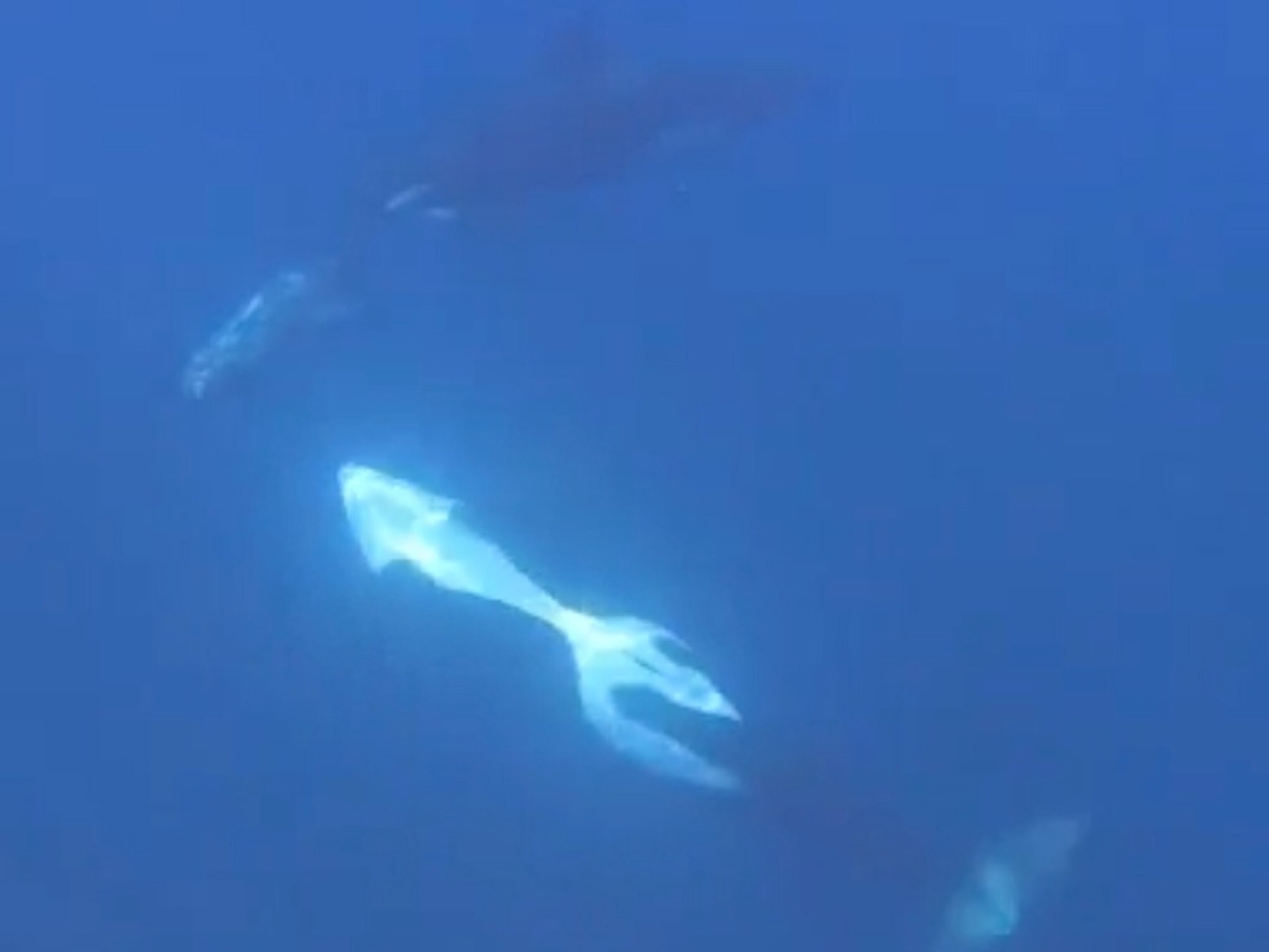 Orcas filmed pulverizing sunfish in what could be either feeding tactic or fun