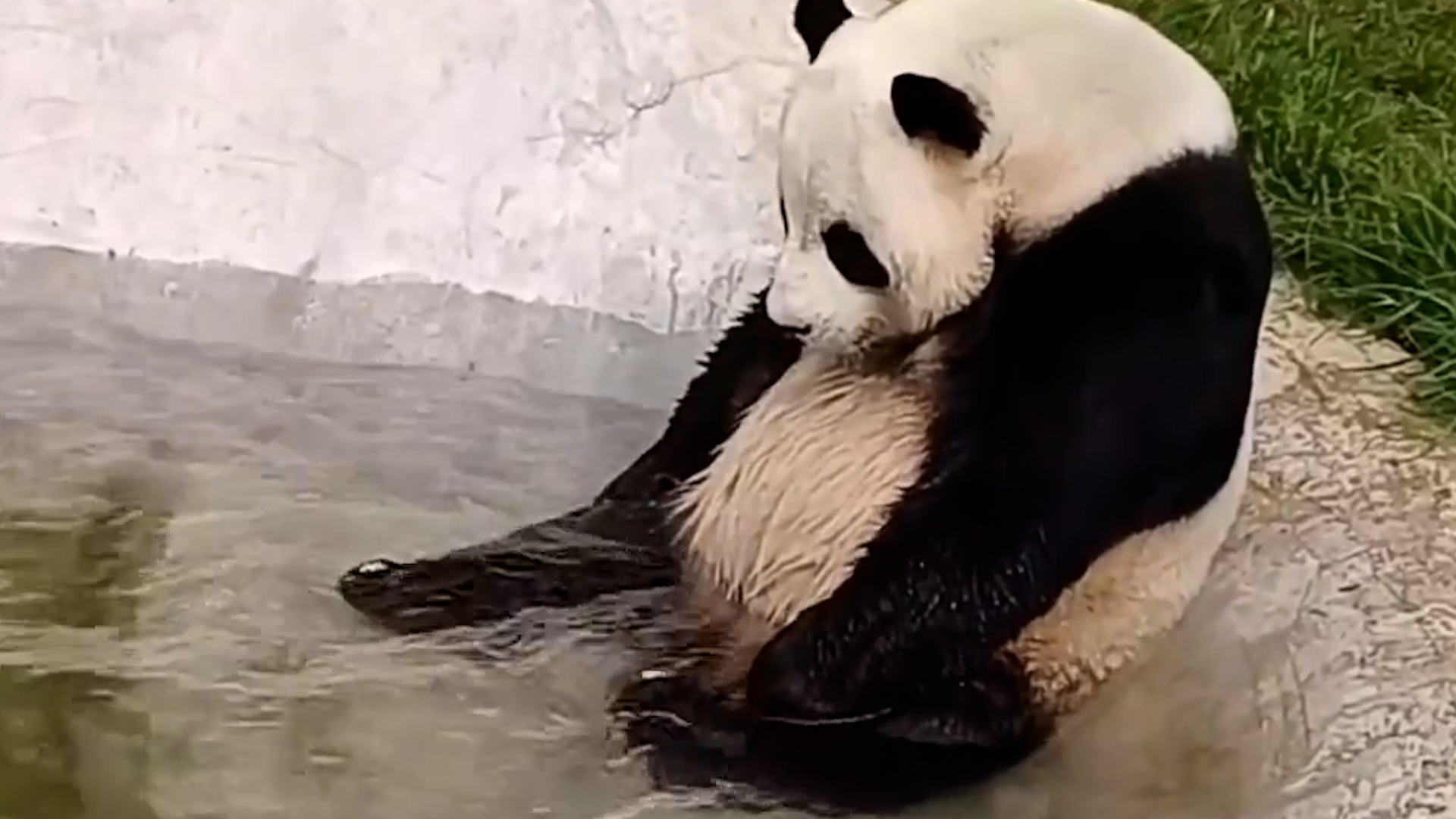Panda cools off by splashing in pool during hot weather