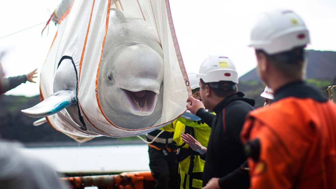World's biggest marine mammal rescue begins in Canada as 30 beluga ...