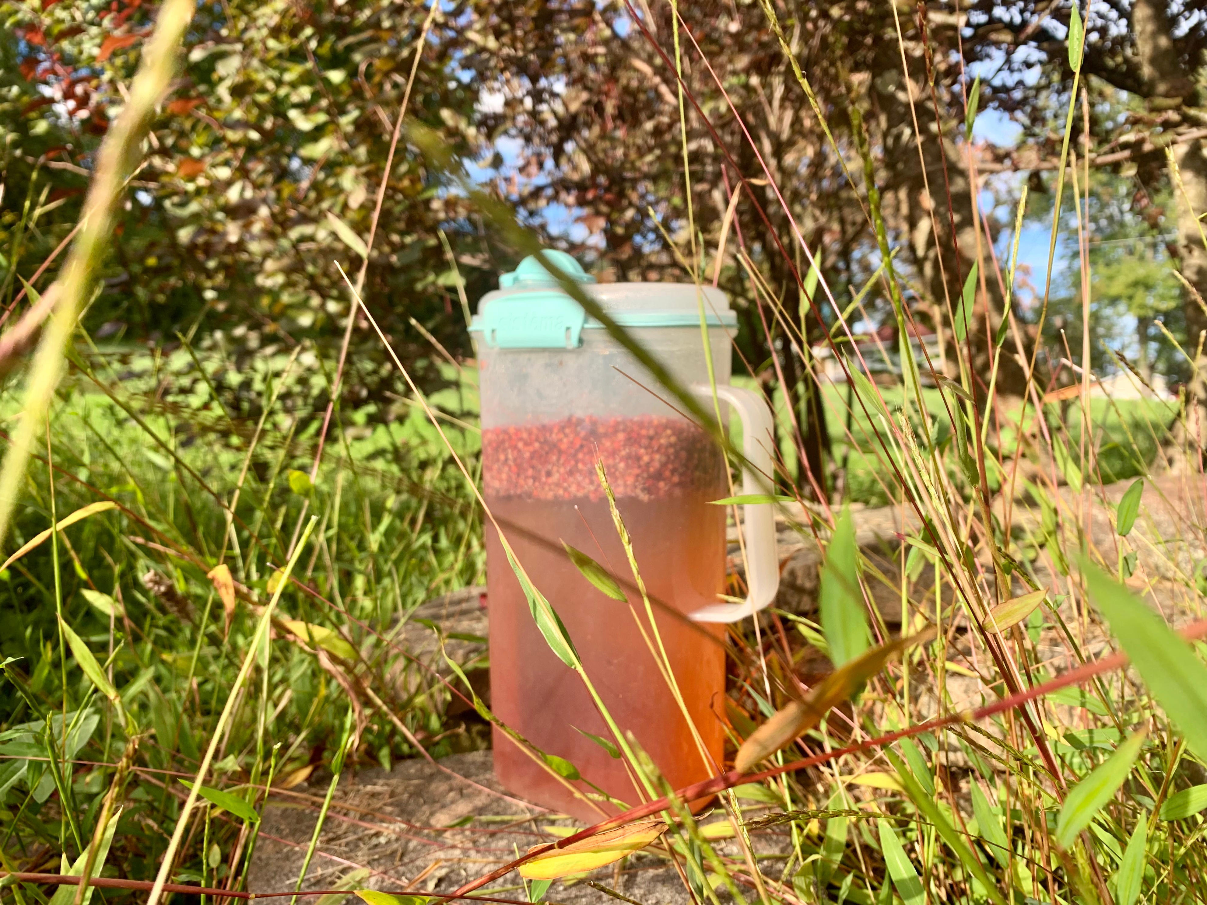 Harvest this unique, tangy, local spice in North Jersey this summer