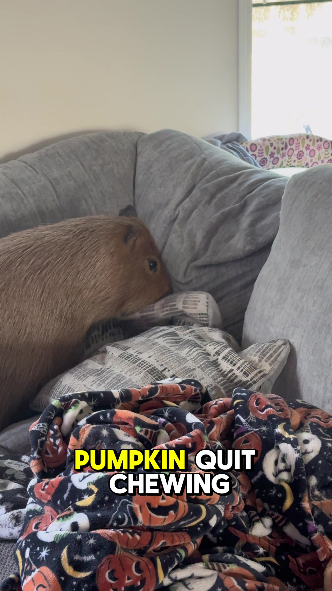 Why this dramatic capybara has become an animal internet favorite