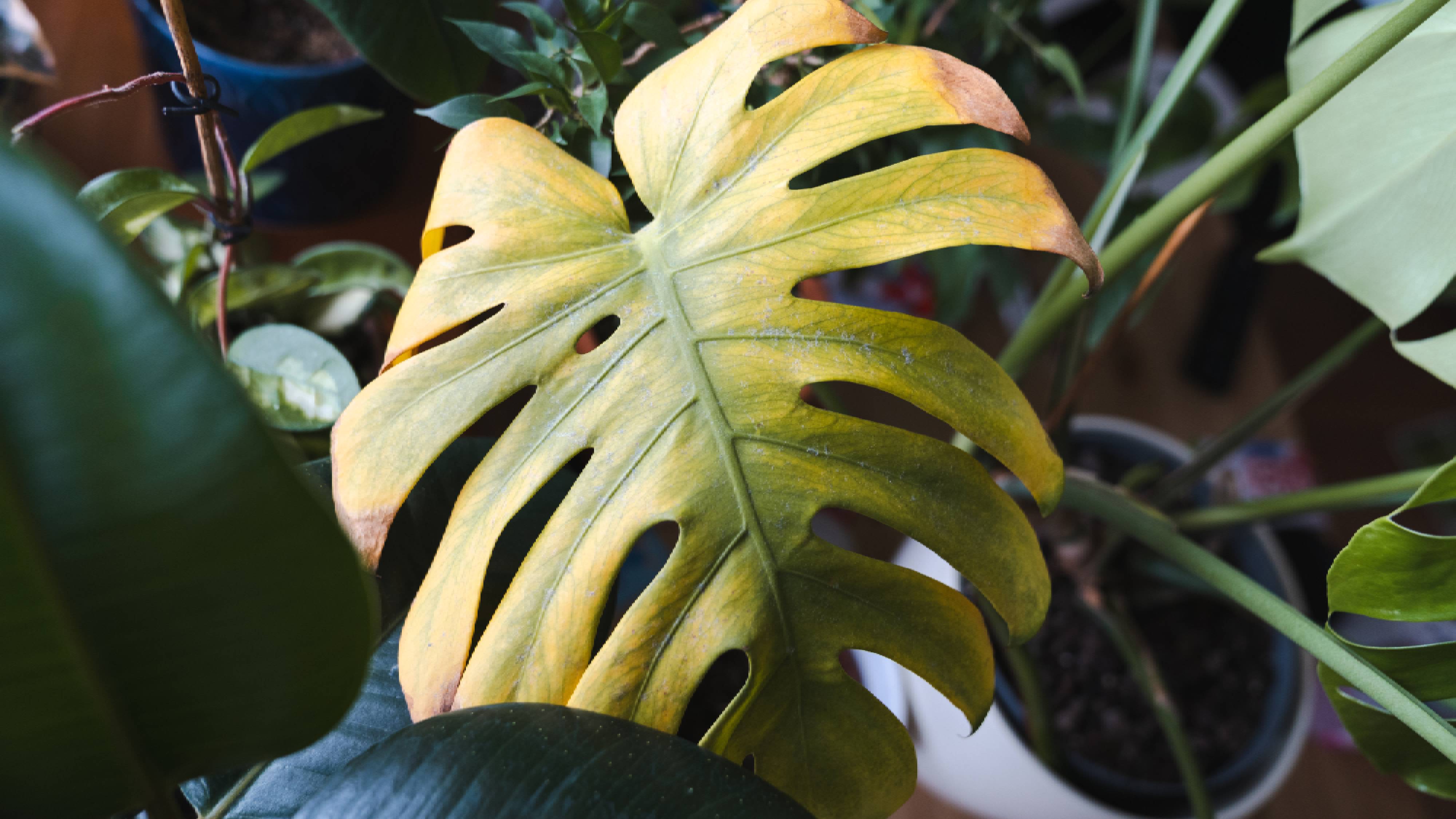 Monstera leaf infested with pests
