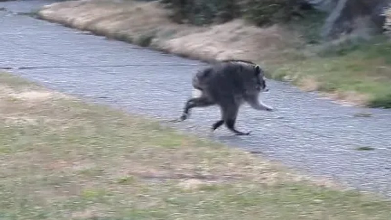 Meet Jimothy, the odd-looking raccoon stealing the internet's heart
