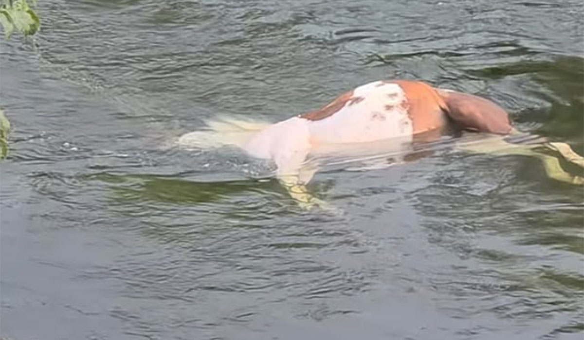 Fresh outrage as horse’s tragic death raises new questions over animal neglect