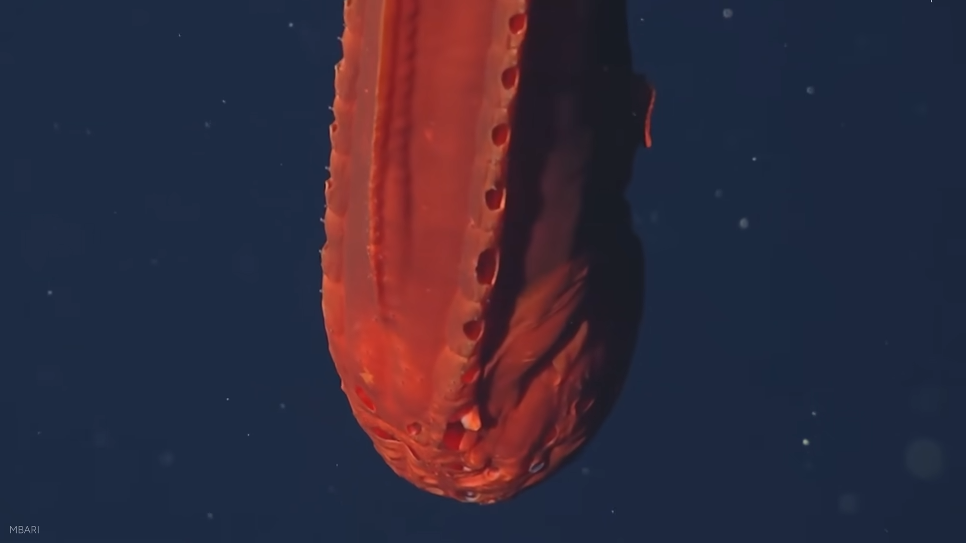 Scientists reached 36,000 feet beneath the Pacific - what they found ...