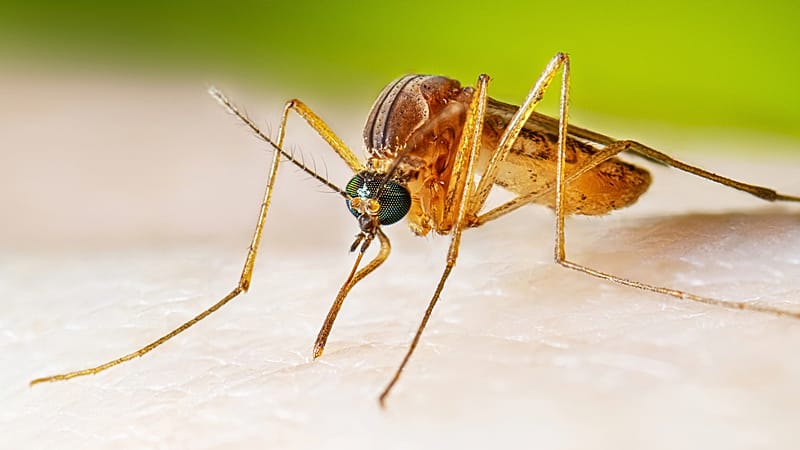 West Nile virus: 21 cases in Greece as it spreads across Europe