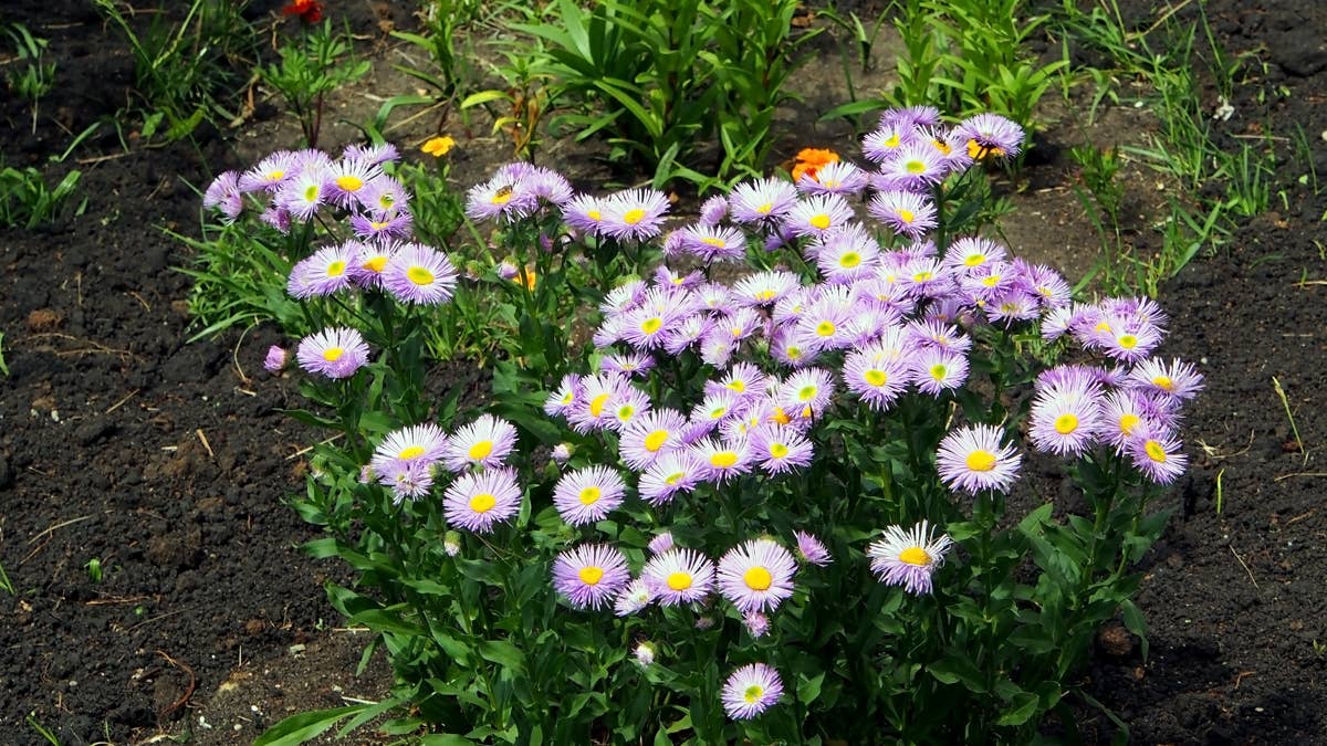 blooming-lilac-bush-in-the-garden-erigeron