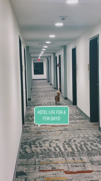 The joys and challenges of traveling with an adventure cat