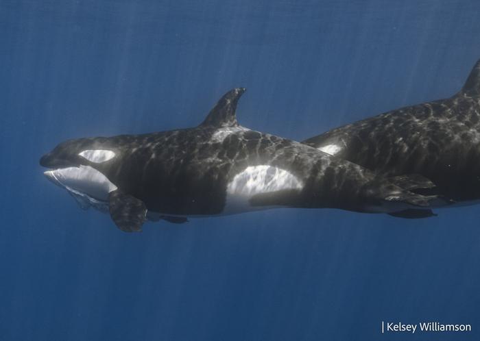 Killer whales with whale shark carrion in their mouths (Kelsey Williamson via Eurekalert)