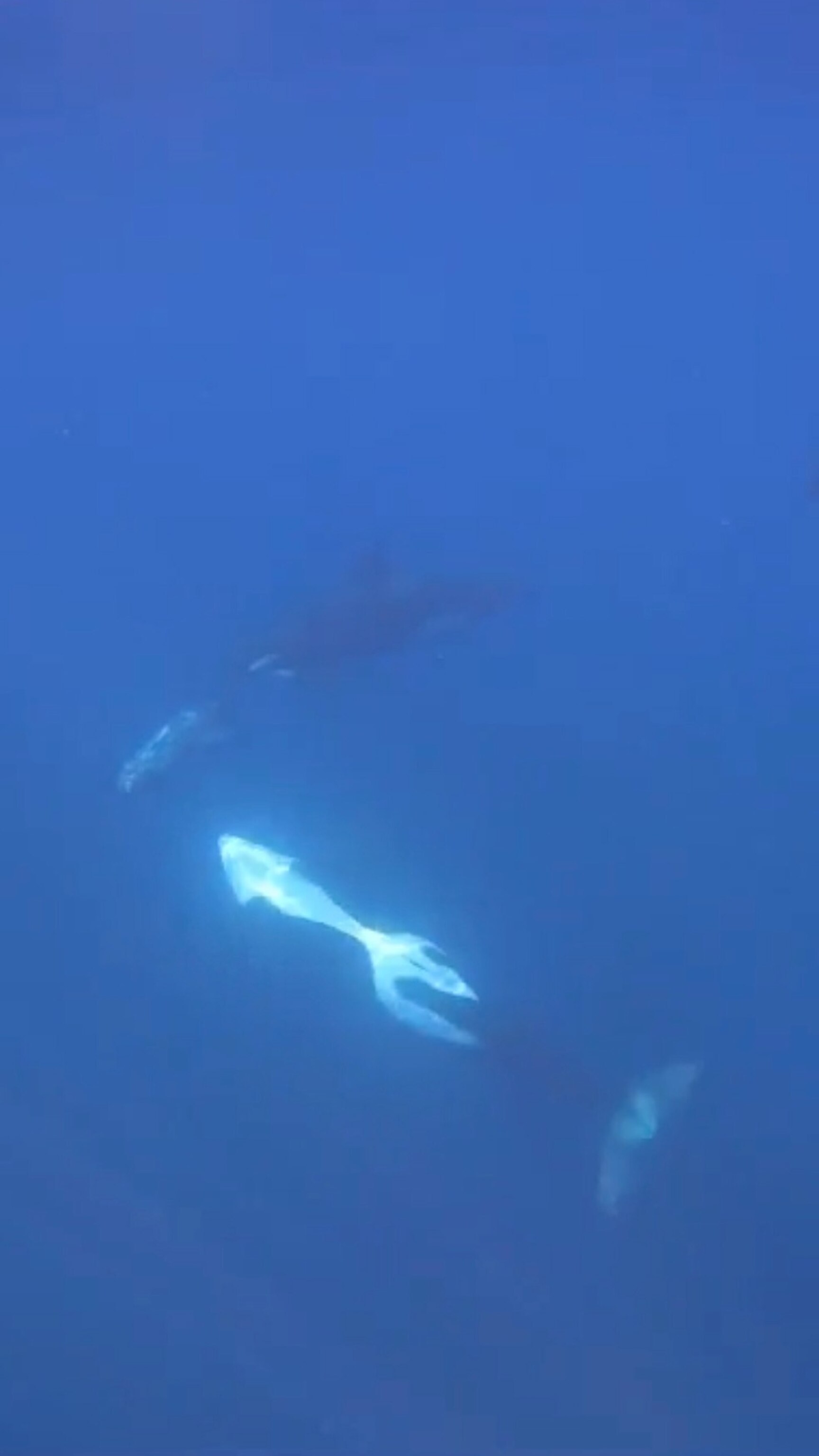 Orcas filmed pulverizing sunfish in what could be either feeding tactic or fun