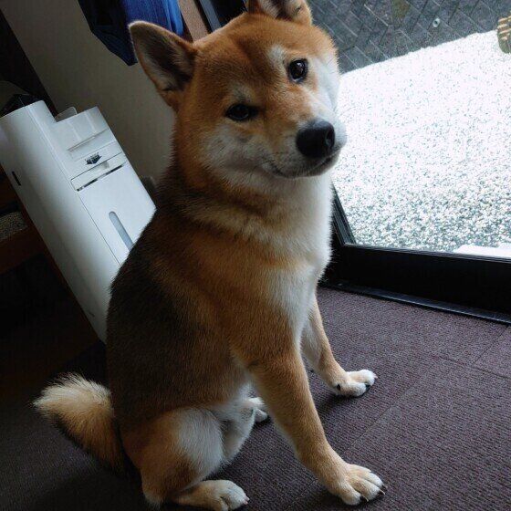 犬が急に動かなくなったのはなぜ?犬の元気がないときに確認したいポイント