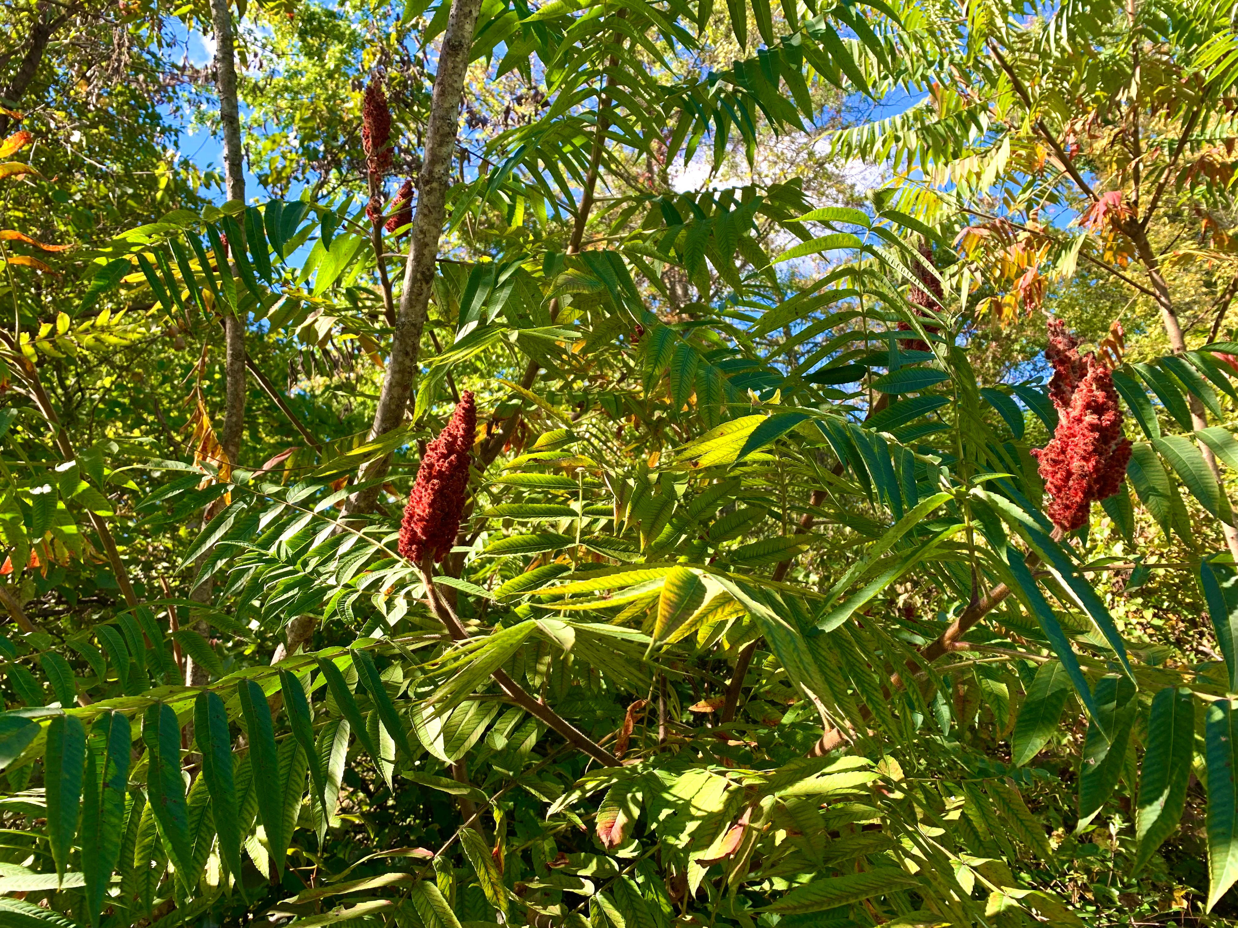 Harvest this unique, tangy, local spice in North Jersey this summer