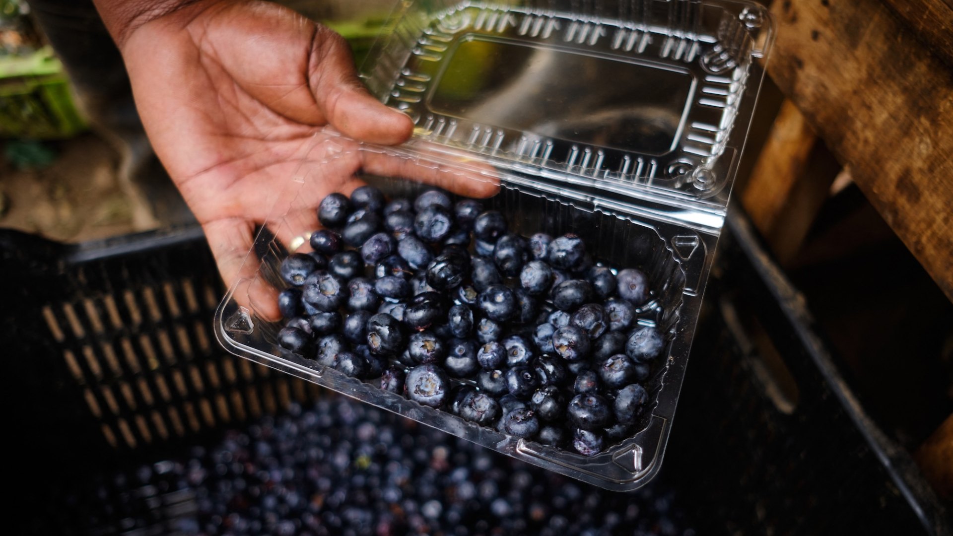 Can blueberries help protect memory? Experts studied 16,000 women